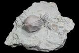 Wholesale Lot of Blastoid Fossils On Shale - Pieces #70899-2